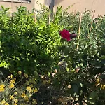 Appartement Garden