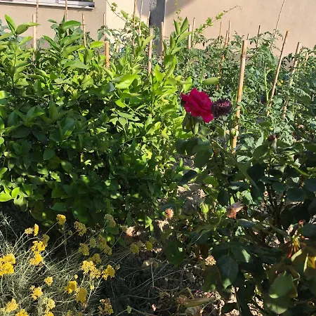 דירה Garden