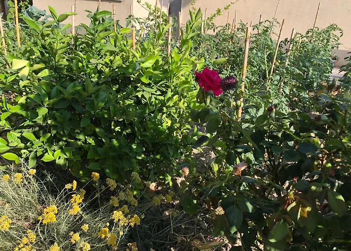 Apartament Garden